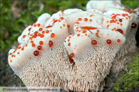 Hydnellum ferrugineum