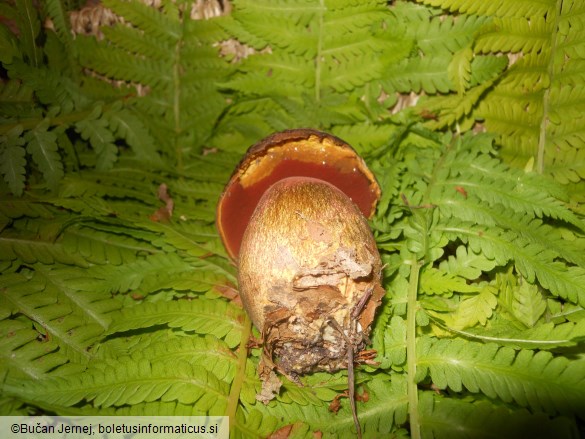 Boletus erythropus