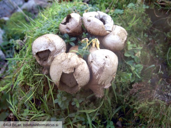 Lycoperdon pyriforme