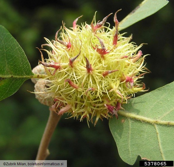 <i>Andricus caputmedusae</i> na <i>Quercus</i> spp.