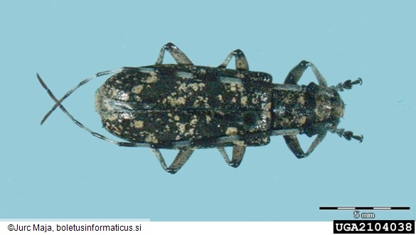 <i>Monochamus saltuarius</i>