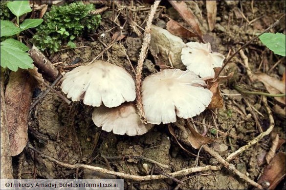 Psathyrella candolleana