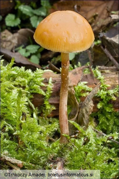 Galerina spp.