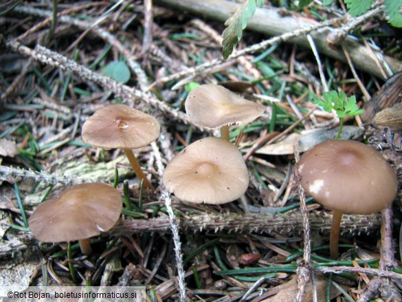 Strobilurus esculentus