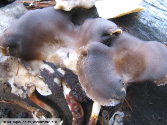 Polyporus badius