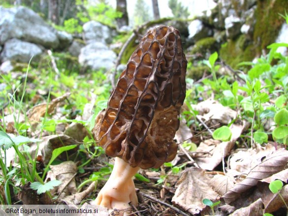 Morchella conica