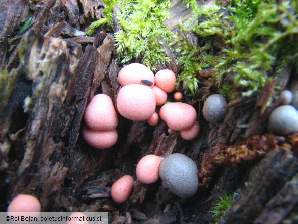 Lycogala epidendrum