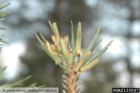 navadna borova grizlica (<i>Diprion pini</i>) na <i>Pinus sylvestris</i>