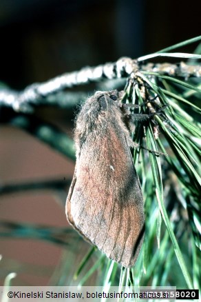 borov veščec (<i>Dendrolimus pini</i>)