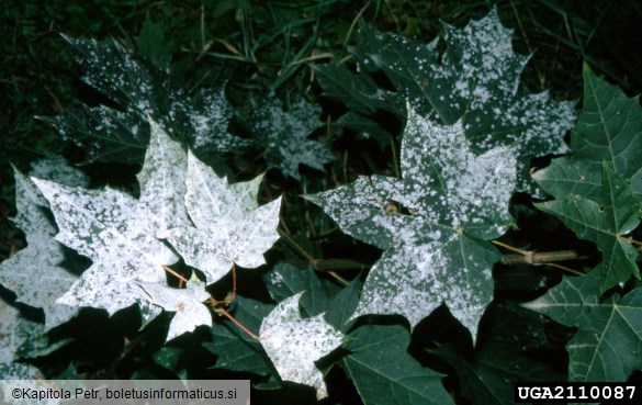 <i>Phyllactinia guttata</i> na <i>Acer platanoides</i>