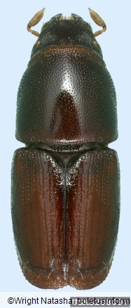 mali brestov beljavar (<i>Scolytus multistriatus</i>)