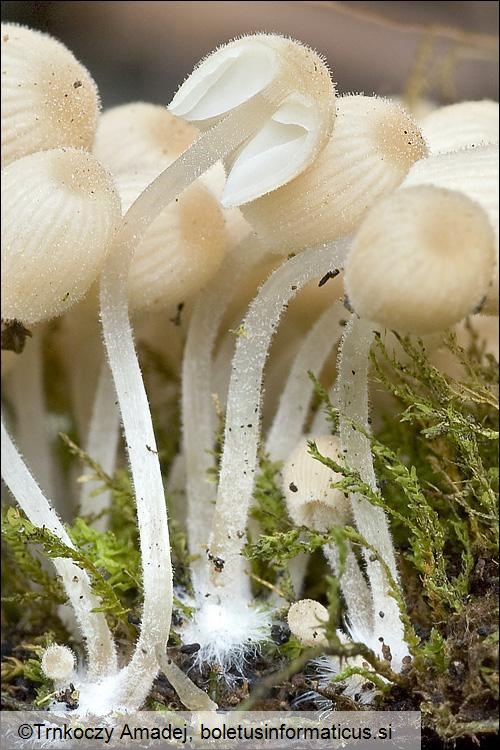 Coprinellus disseminatus