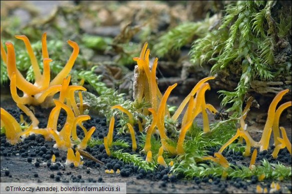 Calocera corne