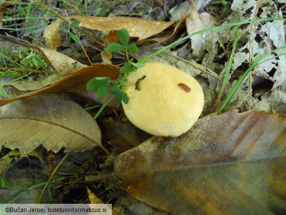 Suillus bovinus