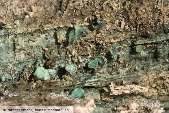 Chlorociboria aeruginascens