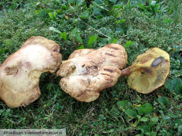 Gyrodon lividus