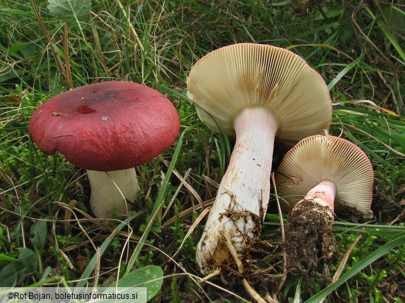 Russula xerampelina