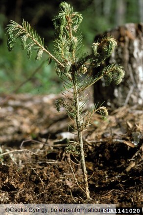 veliki rjavi rilčkar (<i>Hylobius abietis</i>)