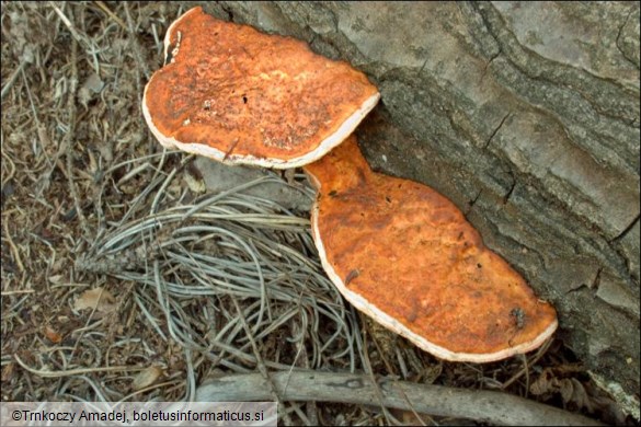 Pycnoporus cinnabarinus