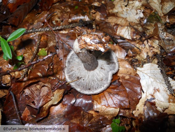 Tricholoma squarrulosum