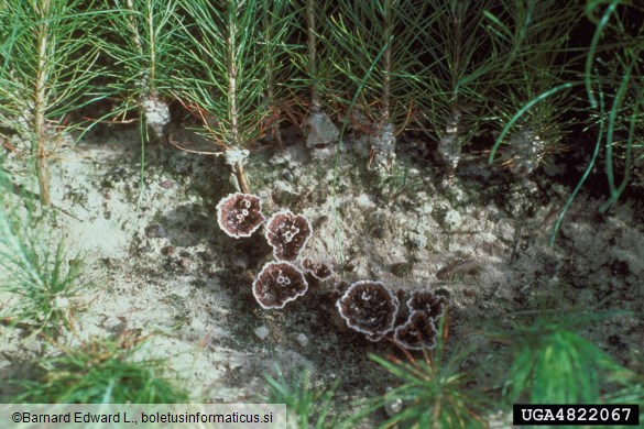 pozemska roža (<i>Thelephora terrestris</i>) na <i>Pinus elliottii</i>