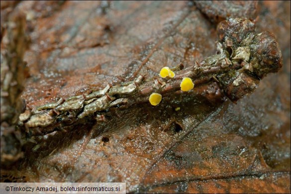 Lachnellula splendens