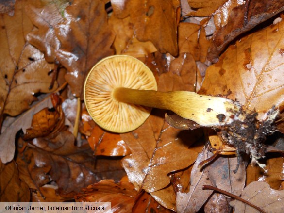 Tricholoma sulphureum