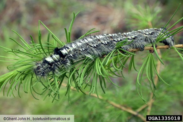 sibirska svilena kokljica