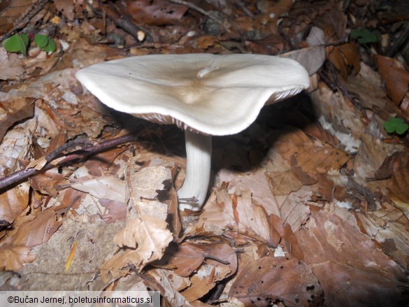 Megacollybia plathyphylla