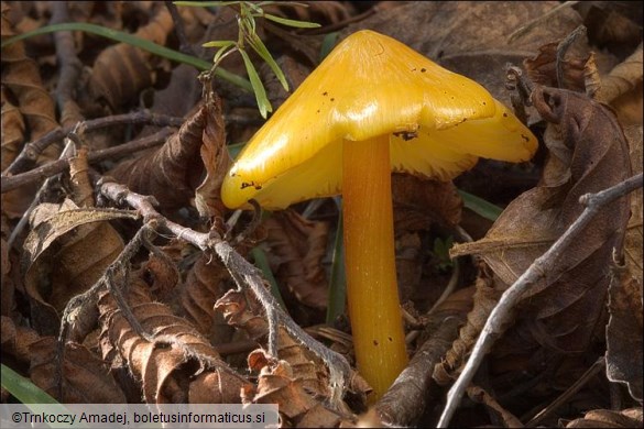 Hygrocybe persistens