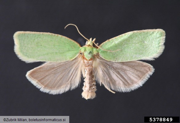 zeleni hrastov zavijač (<i>Tortrix viridana</i>) na <i>Quercus</i> spp.