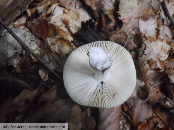 Russula solaris