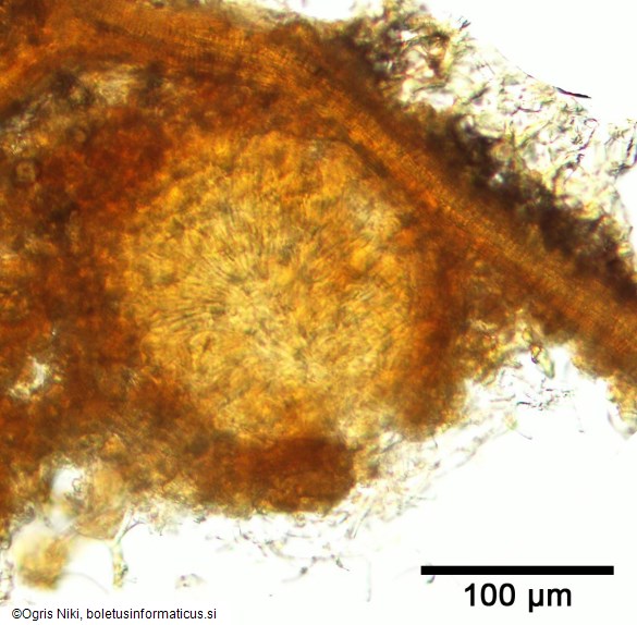 <i>Sphaerulina quercicola</i>