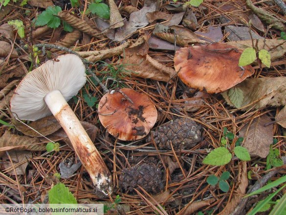 Tricholoma fracticum