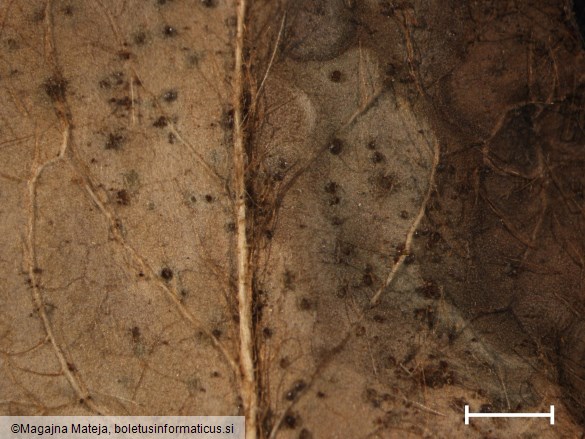 Puccinia hieracii 