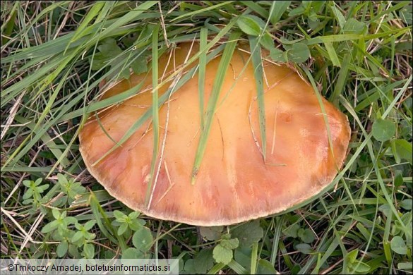 Suillus grevillei