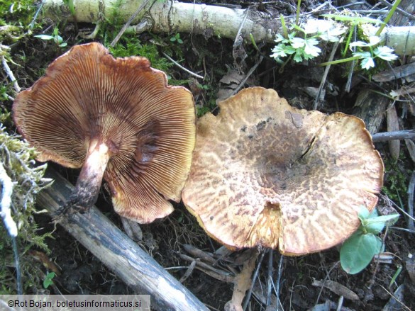 Paxillus rubicundulus