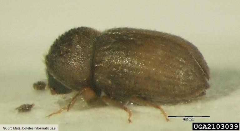 zranati macesnov lubadar (<i>Cryphalus intermedius</i>)