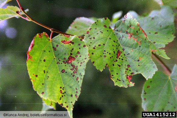 <i>Mycosphaerella microsora</i> na <i>Tilia cordata</i>