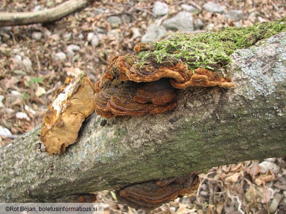 Phellinus ribis