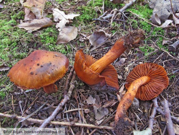 Cortinarius cinnabarinus