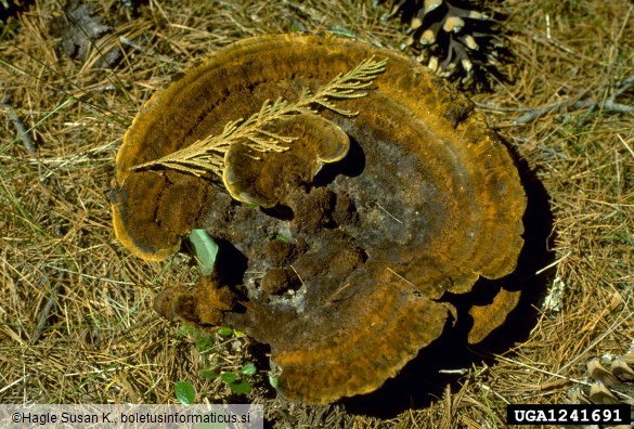 žoltorobi rjavopor (<i>Phaeolus schweinitzii</i>)
