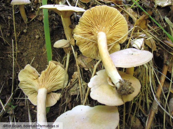 Lactarius glyciosmus