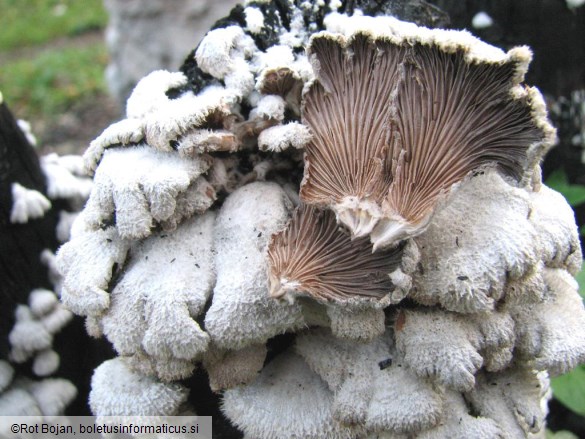 Schizophyllum commune