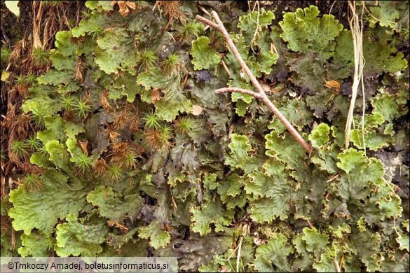 Peltigera leucophlebia