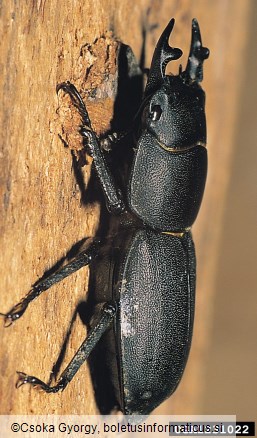 mali rogač (<i>Dorcus parallelipipedus</i>)