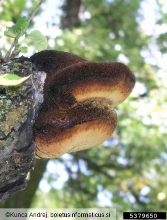 sršati luknjač (<i>Inonotus hispidus</i>) na <i>Malus</i> spp.