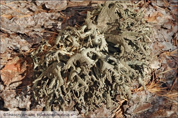 Pseudevernia furfuracea