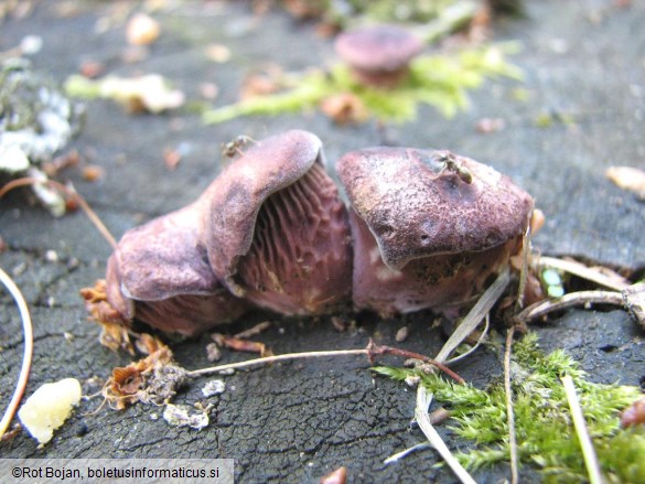 Lentinus conchatus