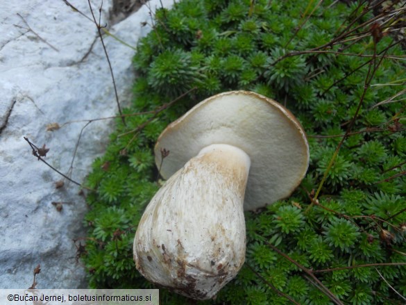 Boletus edulis